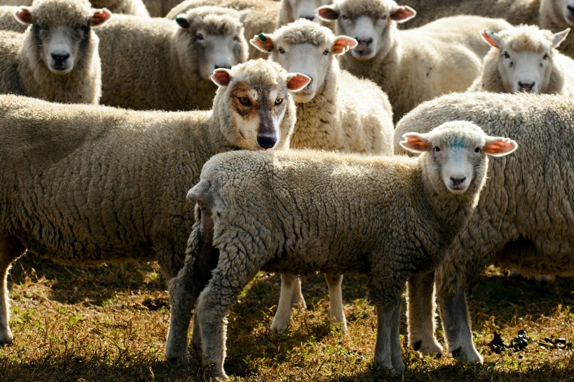 Pastores Maçons