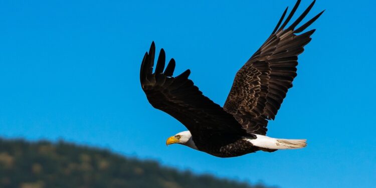 A Revitalização Divina